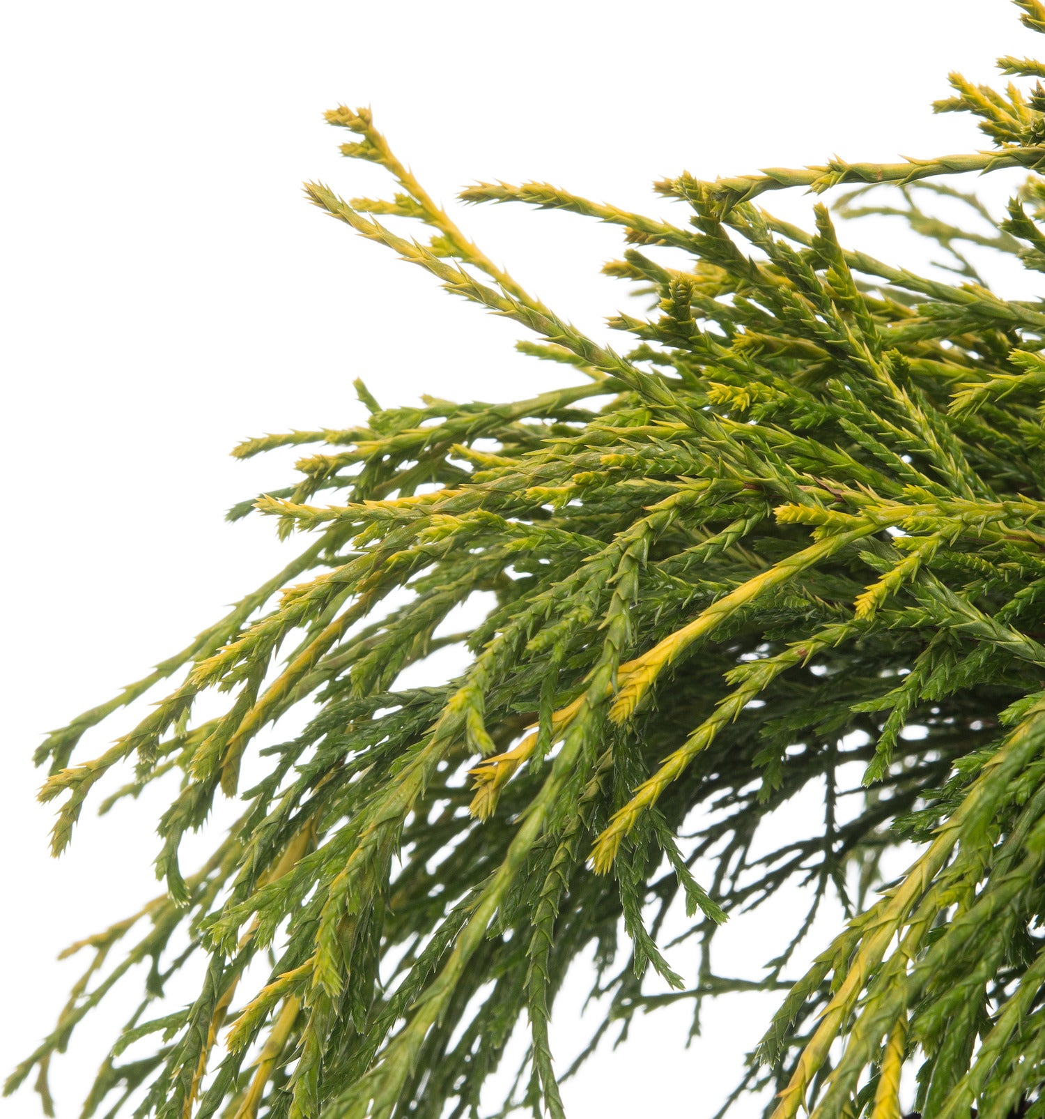 Dwergcipres (Chamaecyparis pisifera 'Sungold') D 17 H 20 cm