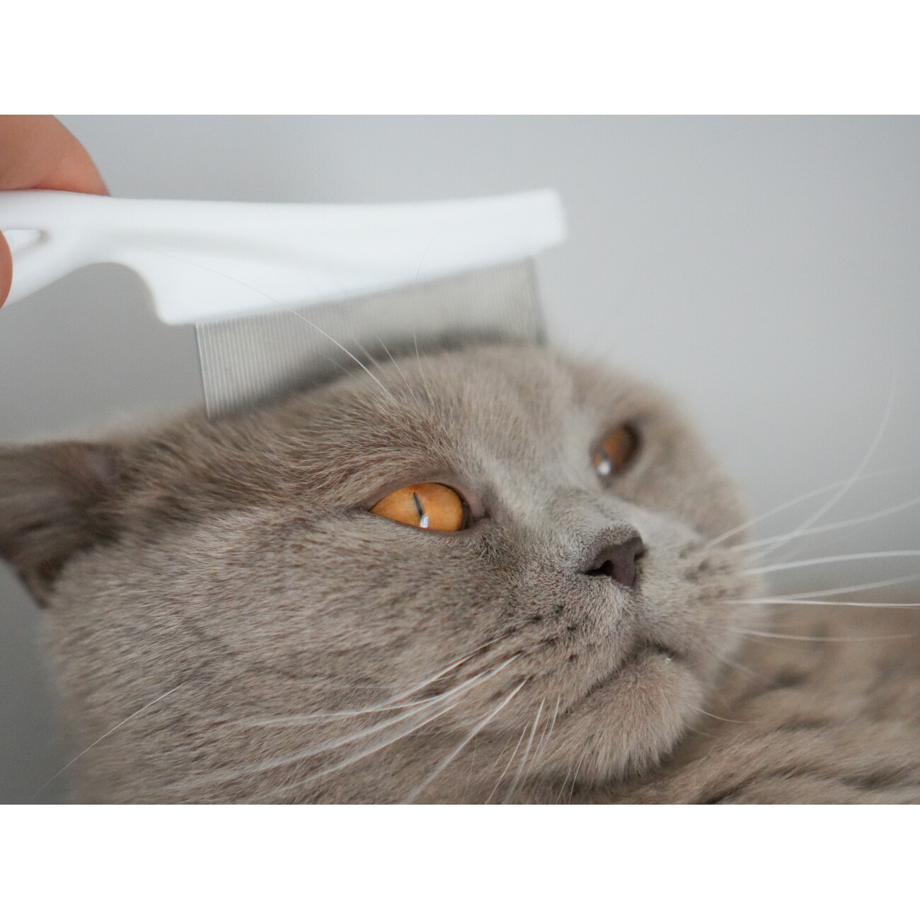LEO LÖWENKATZ Flohkamm für die Fellpflege von Katzen. Leichte Entfernung der Katzenhaare aus dem Kamm. Kamm für Katzen