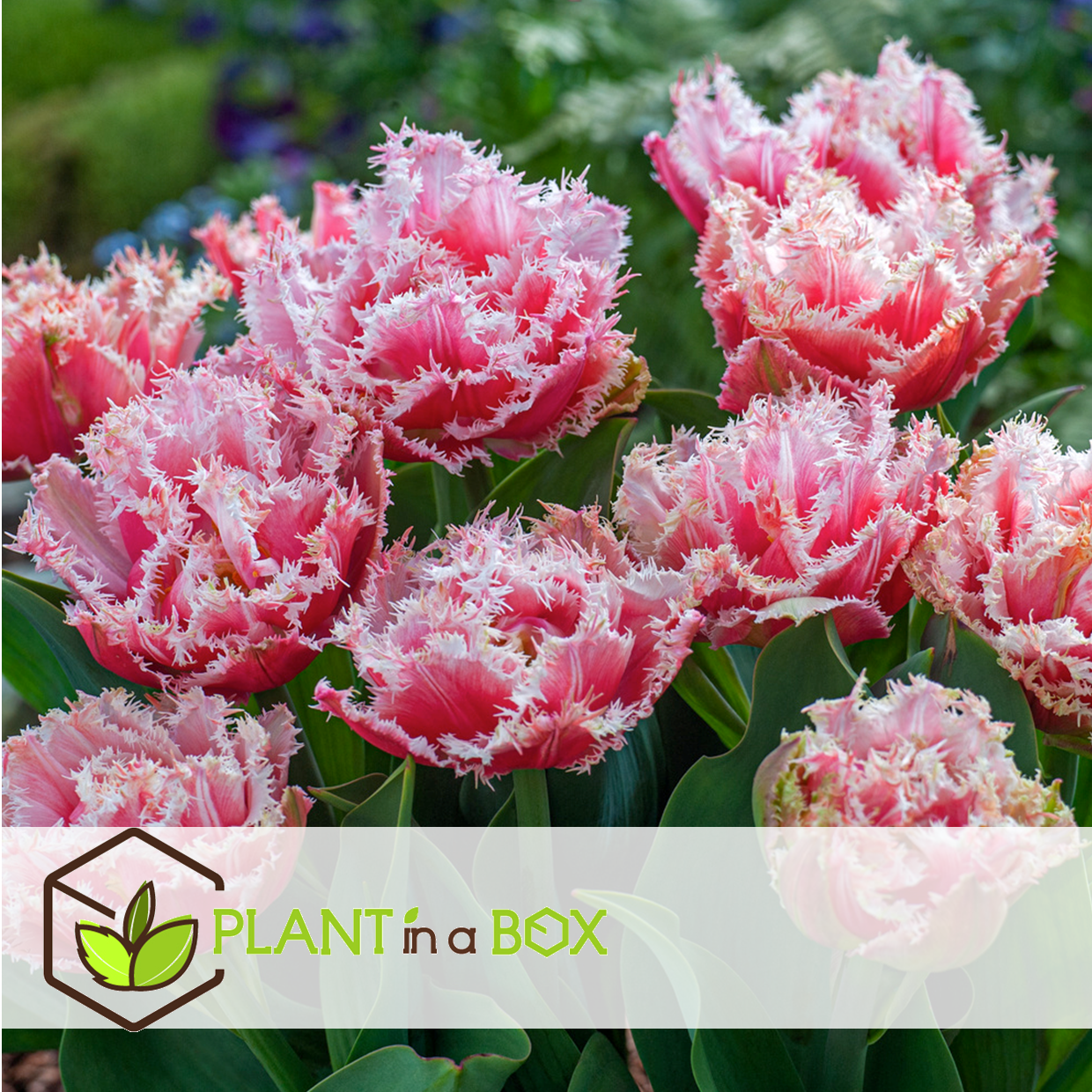 Tulipa queensland - bulbes à fleurs x20 - tulipe - blanc rosé