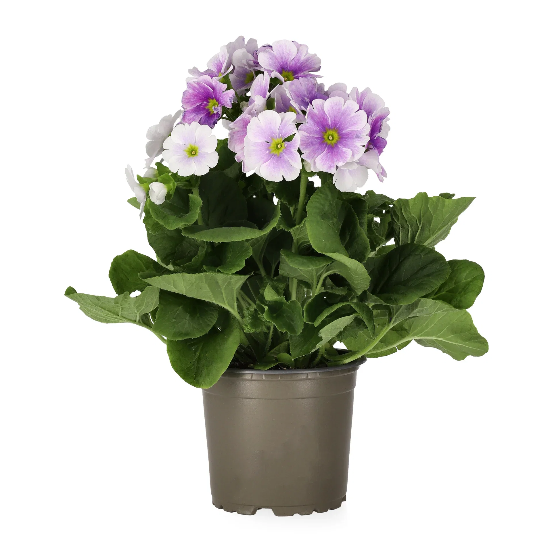 Primula o. 'Touch Me' 12 cm Begerprimula 'Touch me' Ø12 cm