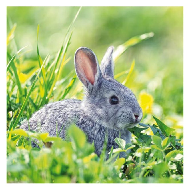 20 Servietten - Hase - ca. 33 x 33 cm