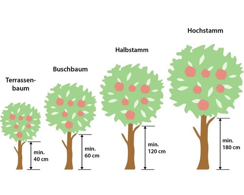 Biologische zoete kers 'Sunburst' zelfbestuivend FloraSelf Biologisch Prunus avium 'Sunburst' Stamhoogte ca. 60 cm Totale hoogte 130-150 cm Co 7,5 L Struik