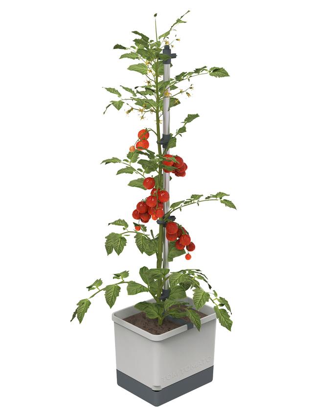 Tomaten Starter-Set für Balkon und Garten