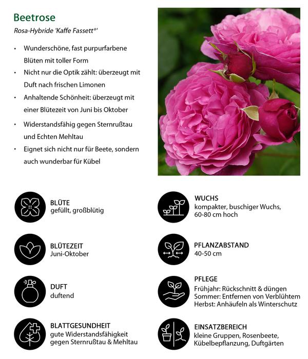 Beetrose 'Kaffe Fassett®'