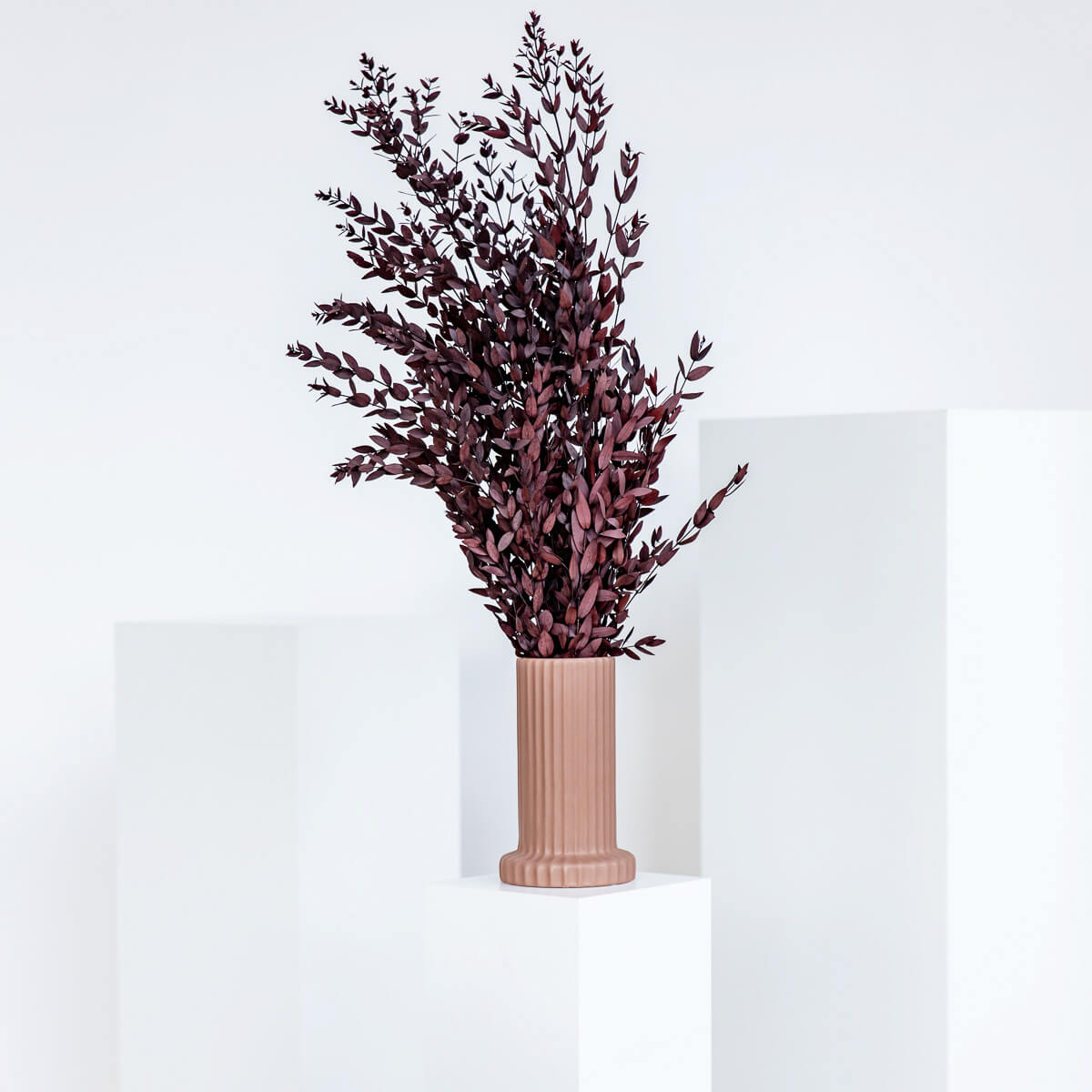 Eucalyptus Pavi | Bundel