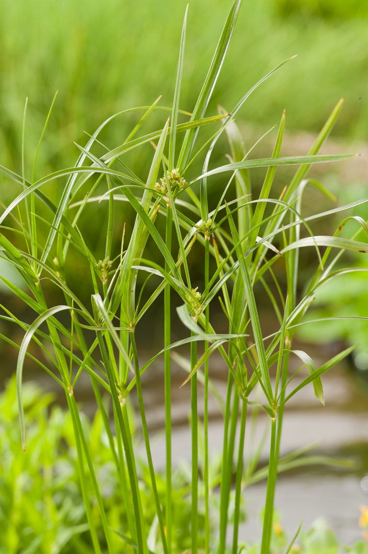 Genadekruid (Gratiola officinalis) D 18 H 30 cm