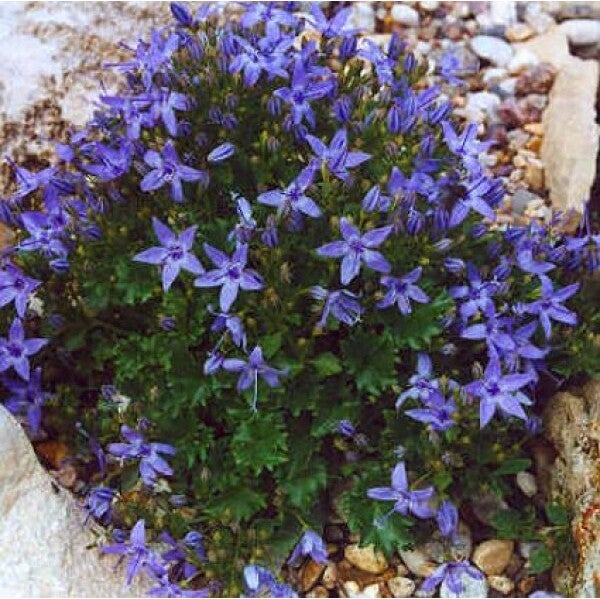 Klokjesbloem (Campanula garganica) D 9 H 5 cm