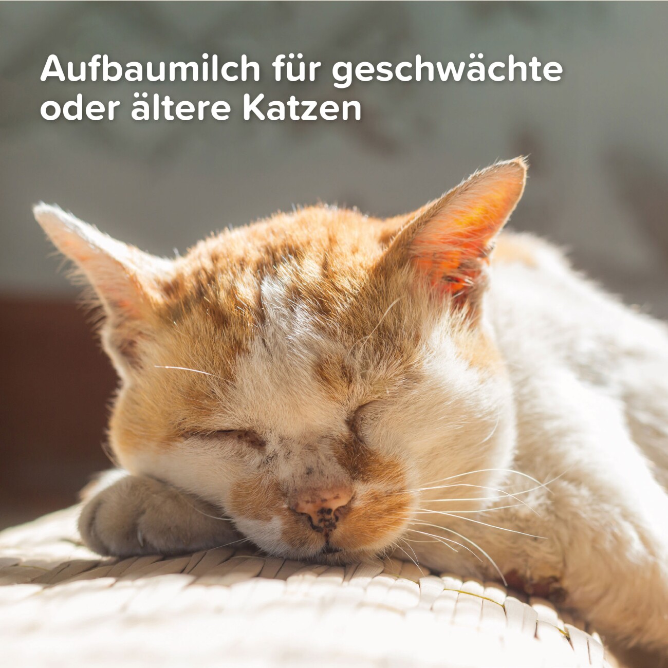 Beaphar Lactol Aufzucht-Milch 500 g