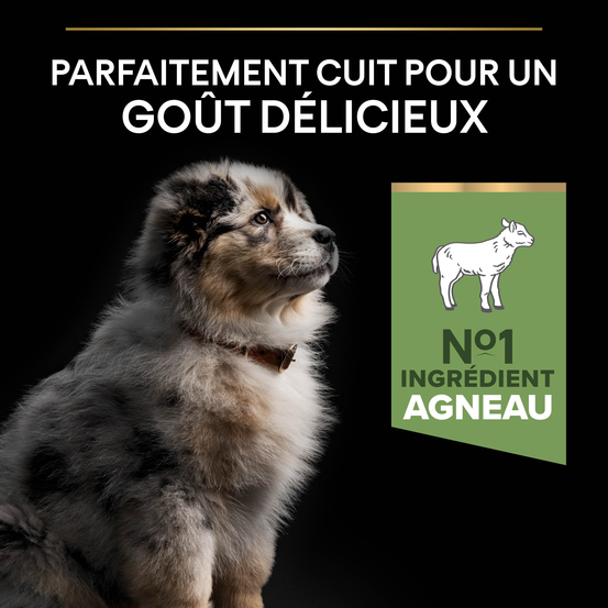 Croquettes chien junior digestion difficile à l'agneau - 12 kg