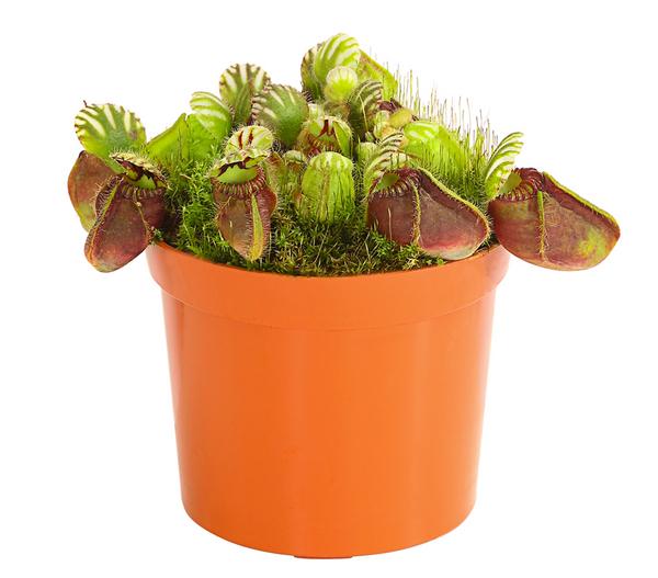 Zwergkrug - Cephalotus follicularis