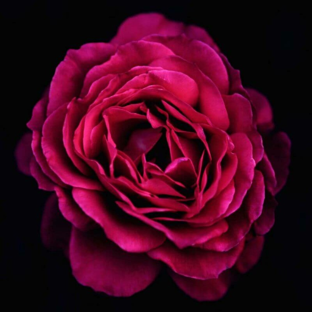 Rosier 'parfum honfleur' -