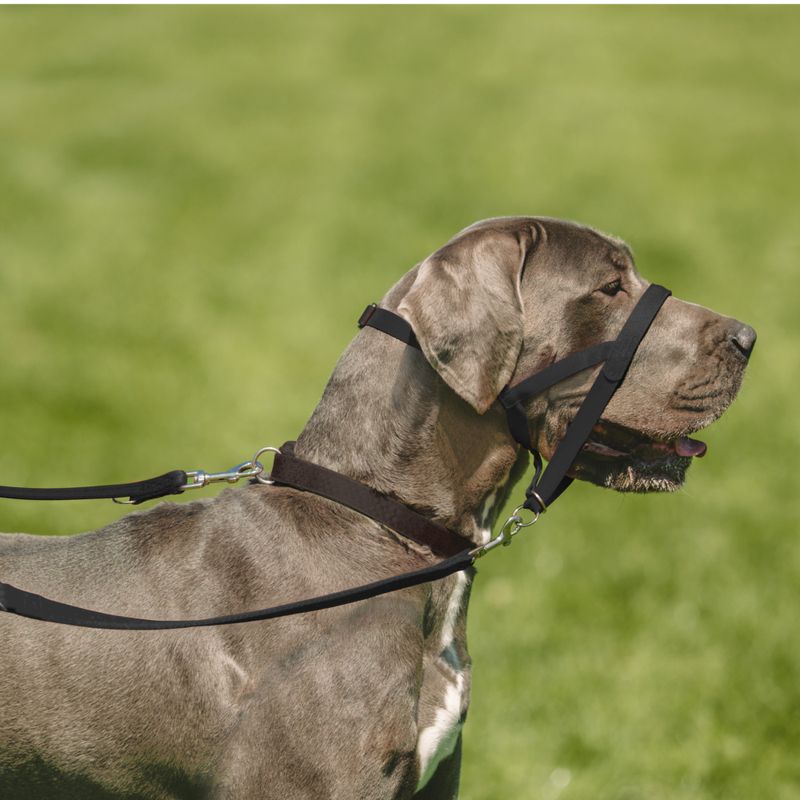 Licol Halti, noir pour chien