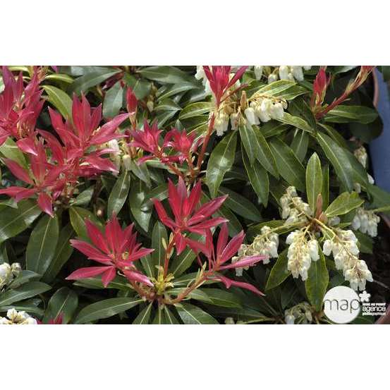 Pieris Forest Flame : H.30/40cm Pot 3L