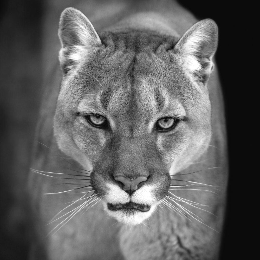 Akustikbild PUMA 80x80cm, 5kg