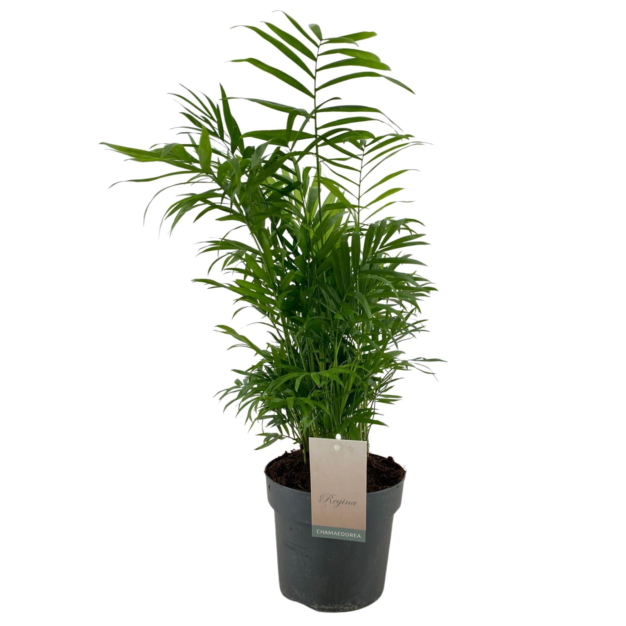 Plante d'intérieur - chamaedorea elegans 75.0cm