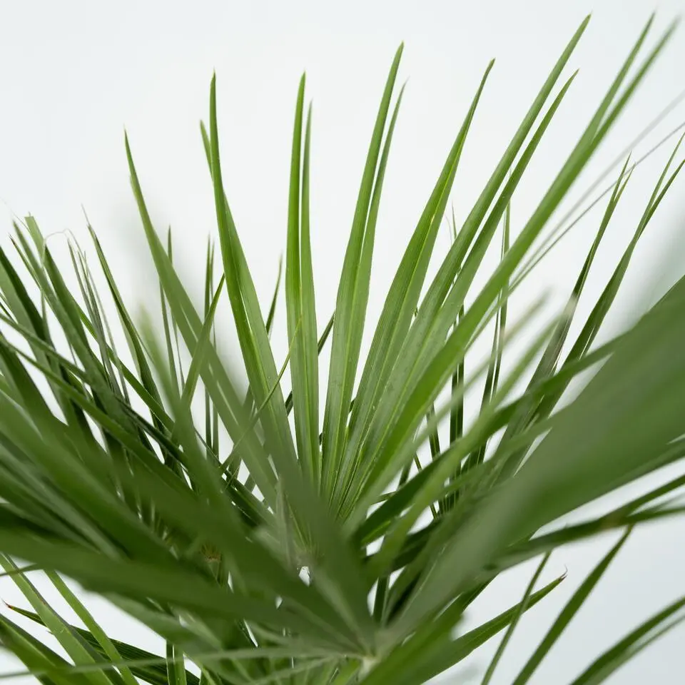 Dwergpalm - Chamaerops humilis - Hoogte 70-80cm - ⌀21cm