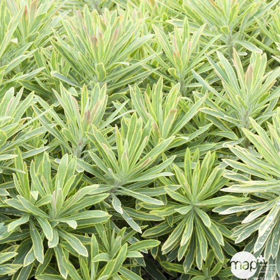 Euphorbia x 'Ascot Rainbow': conteneur 3 litres