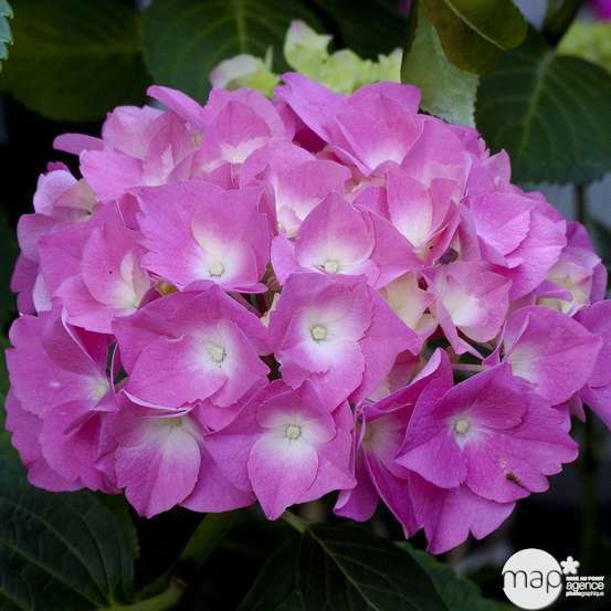 Hydrangea macrophylla 'Rosita', ctr 15 L (rose)