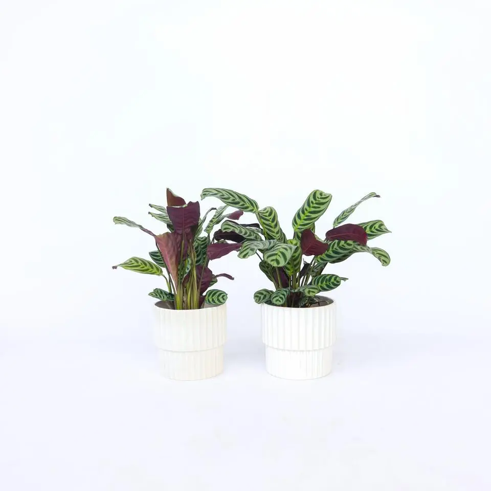 Gebedsplant - Set van 2 - Ctenanthe 'burle-marxii' - Hoogte 25-40cm - ⌀12cm
