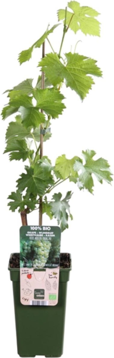 Witte Druif (Vitis vinifera 'Müller-Thurgau') D 19 H 50 cm