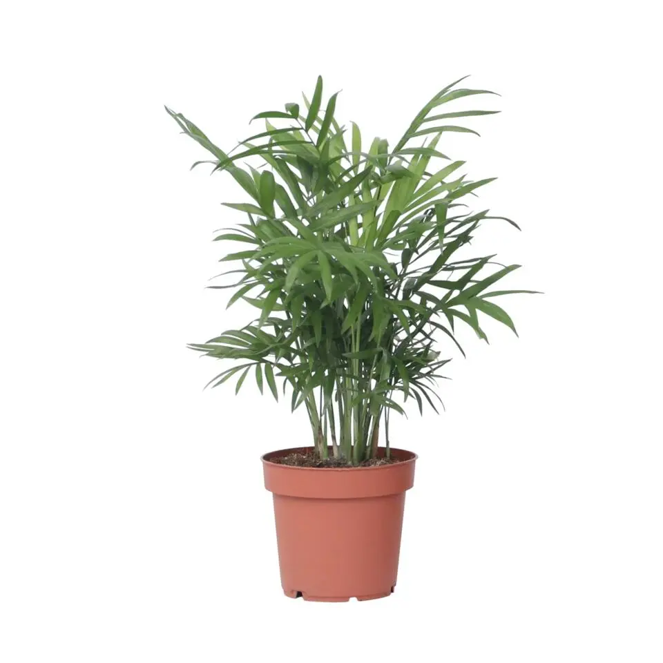 Dwergpalm - Chamaedorea elegans - Hoogte 30-40cm - ⌀12cm