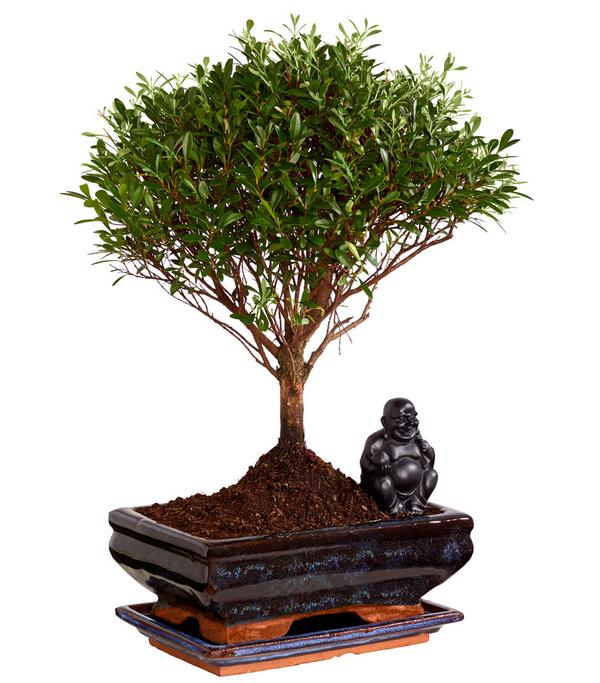 Bonsai mit Buddha, verschiedene Sorten