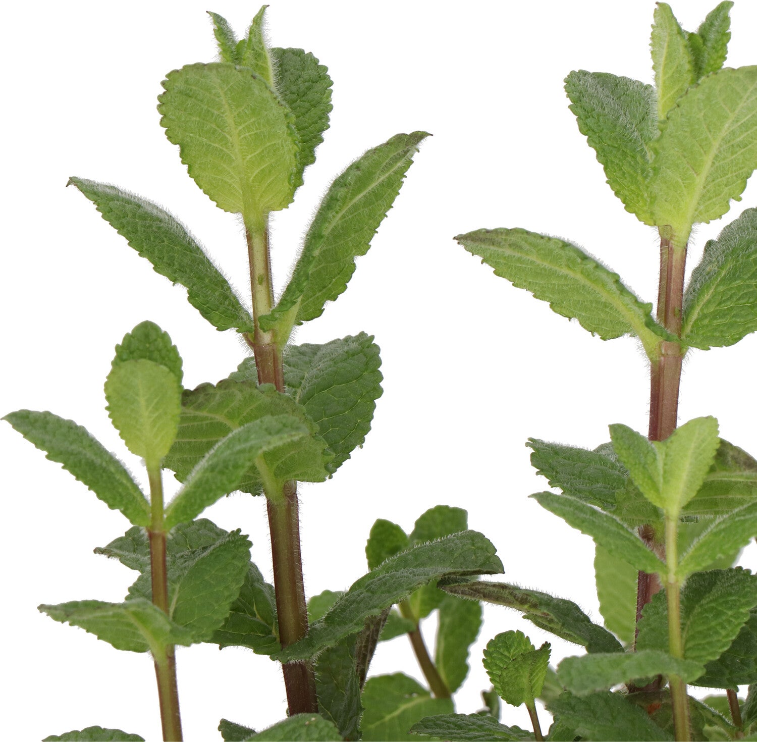 Biologische Munt (Mentha spicata 'Maroccan') D 14 H 10 cm
