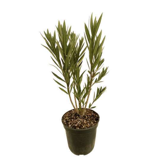 Nerium Oleander Italia' pot 5L