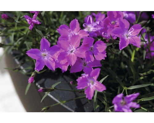 Vaste planten voor het voorjaar FloraSelf, diverse soorten, pot Ø 12 cm