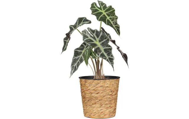Scheurich Blumentopf »mit Plastikeinsatz 24 x 24 cm«