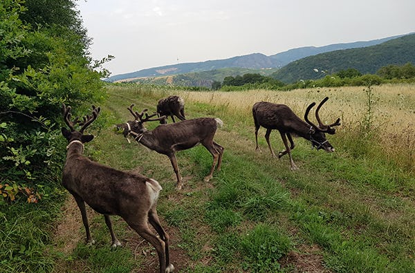 Erlebnistag mit Rentier Wanderung Bad Kreuznach