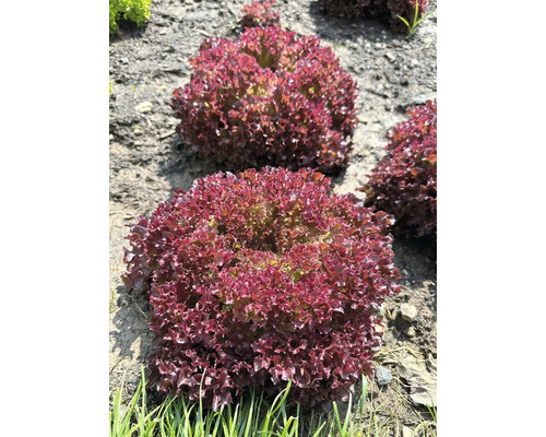 Snij-en-kom-weer sla/losse sla Lollo Rosso 'Nation' FloraSelf 6-pack
