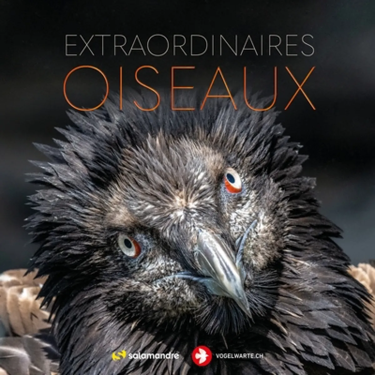 Extraordinaires oiseaux · Occasion
