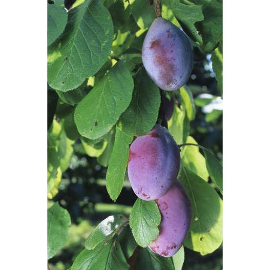 Prunier Quetsche d'Alsace en gobelet 2 ans d'âge - pot 7,5L