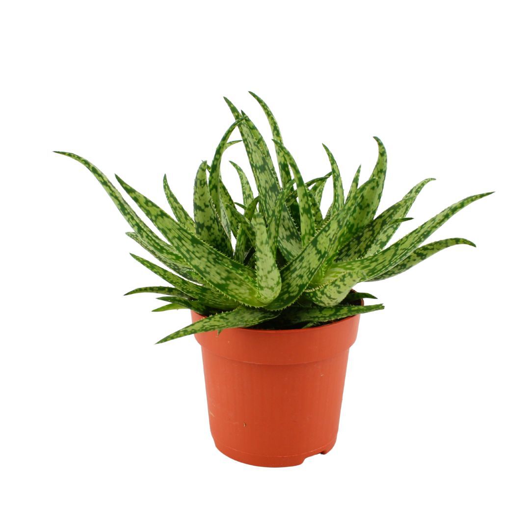 Aloe spider (spinnenaloe) - Kamerplant - 20 cm