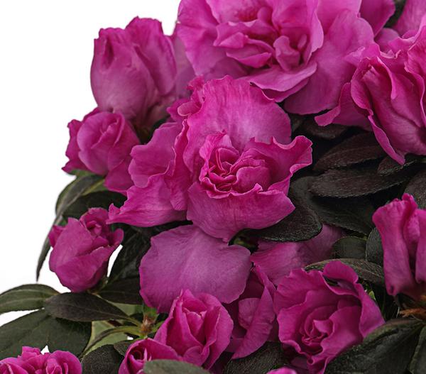 Zimmerazalee - Rhododendron simsii,