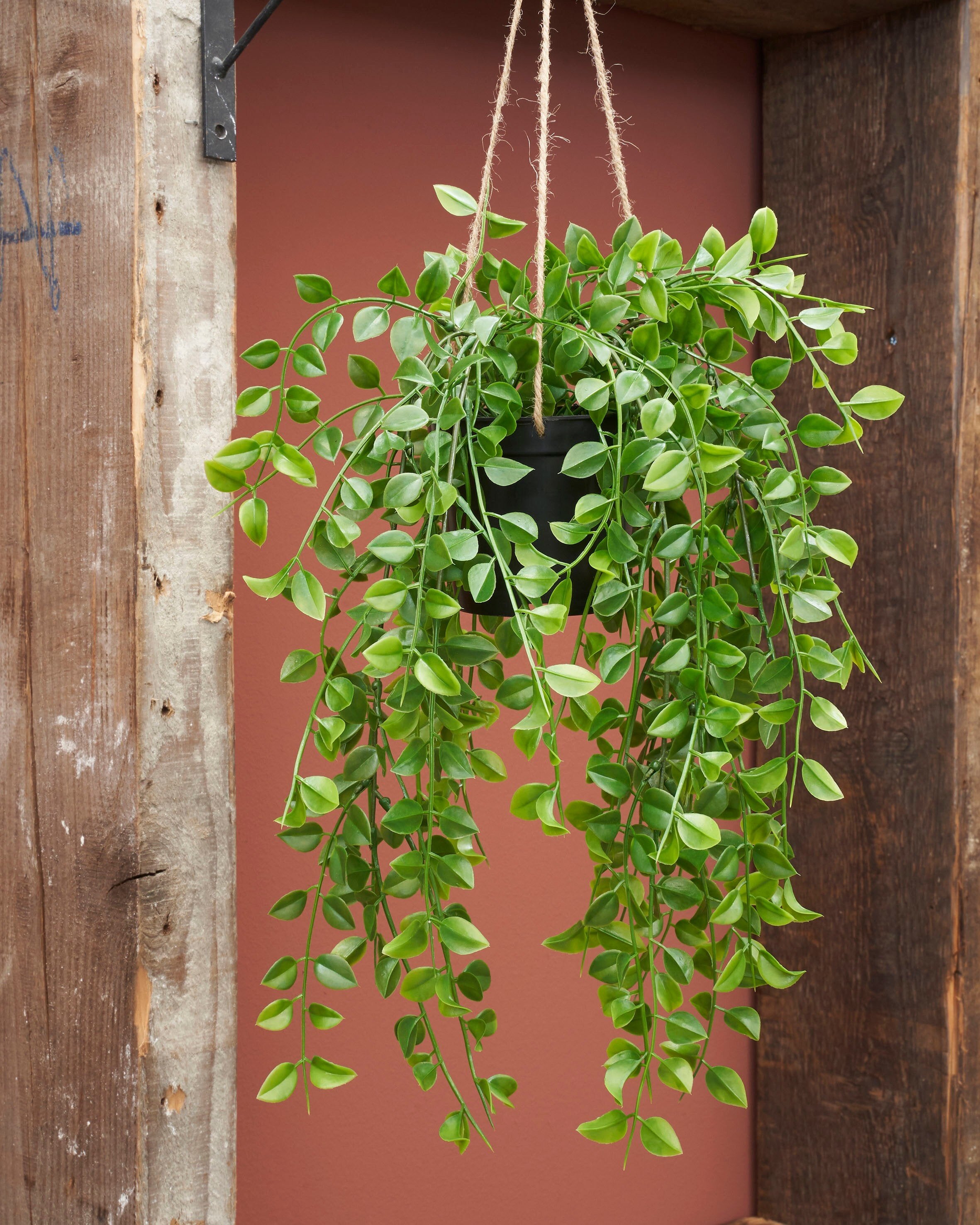 Mica Decorations Ficus hangend groen - l81xb24xh10cm