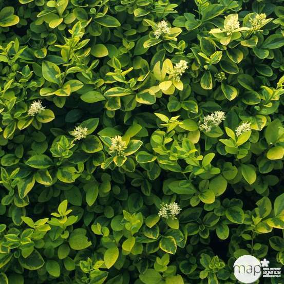 Ligustrum ovalifolium ' Aureum ' : H 40/60 ctr 3 litres