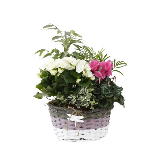 Composition Panier Fleuri : 5 plantes- Coloris variables (N5).