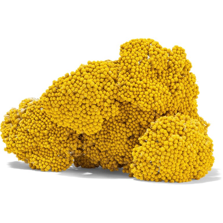 Schafgarbe Achillea, farbig