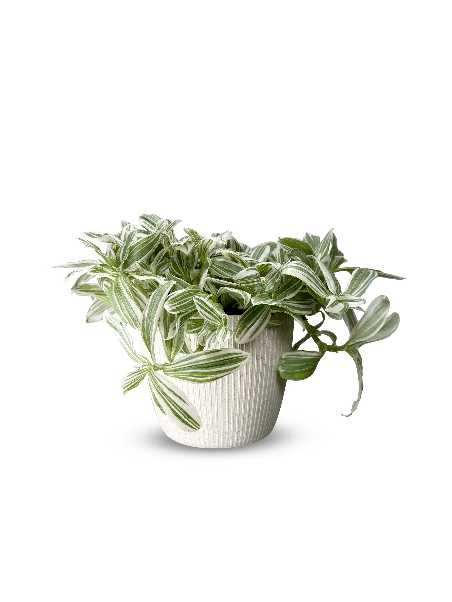 Tradescantia 'White Cobra´ Tradescantia 'White Cobra' Høyde 20 cm