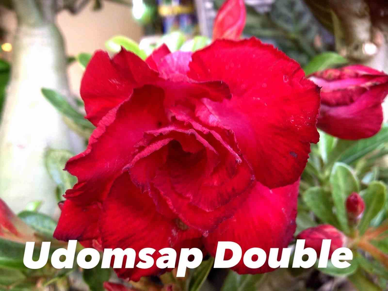 Adenium obesum cv. Udomsap double rouge - taille caudex d'environ 300g 20/25cm