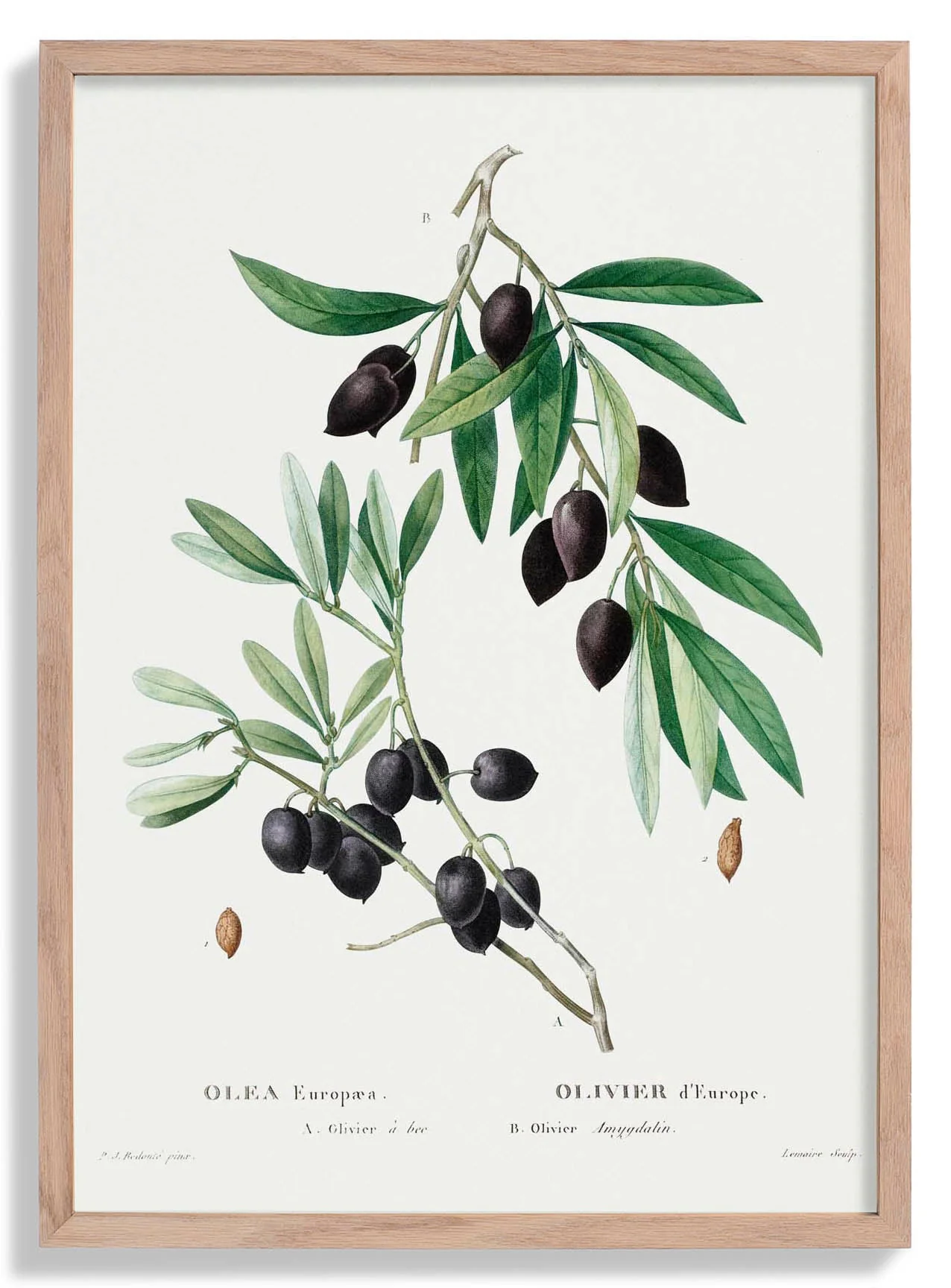 Olivenbaum