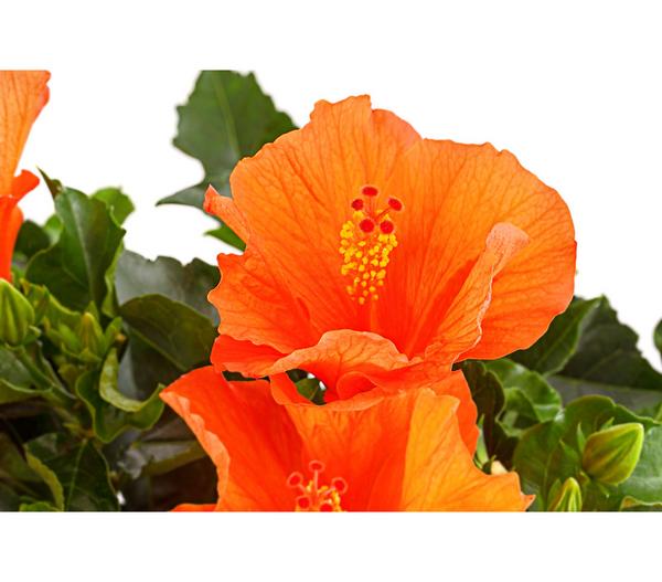 Zimmerhibiskus - Hibiscus rosa-sinensis,