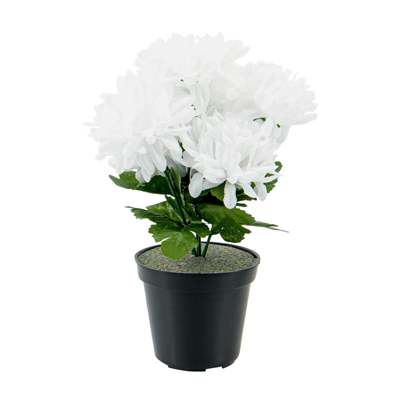 Potée de chrysanthèmes