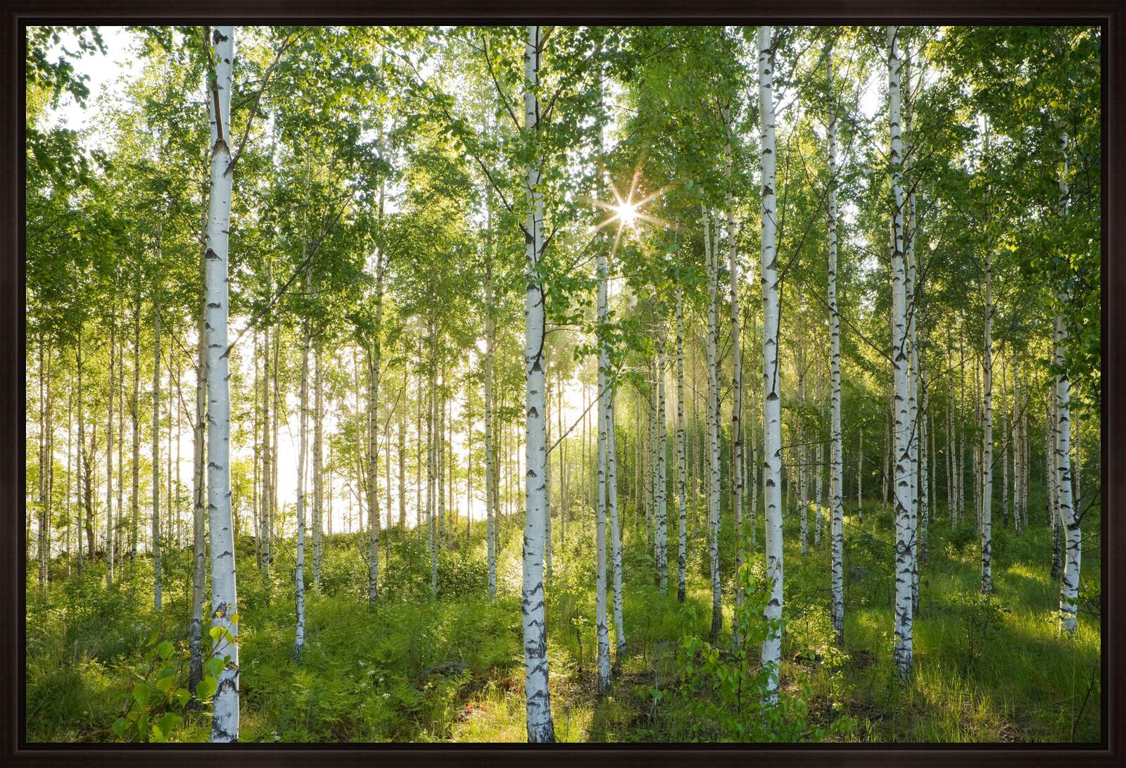 Birkenwald 2 by André Wagner - Limited Edition. Edition of: 100. Signed.