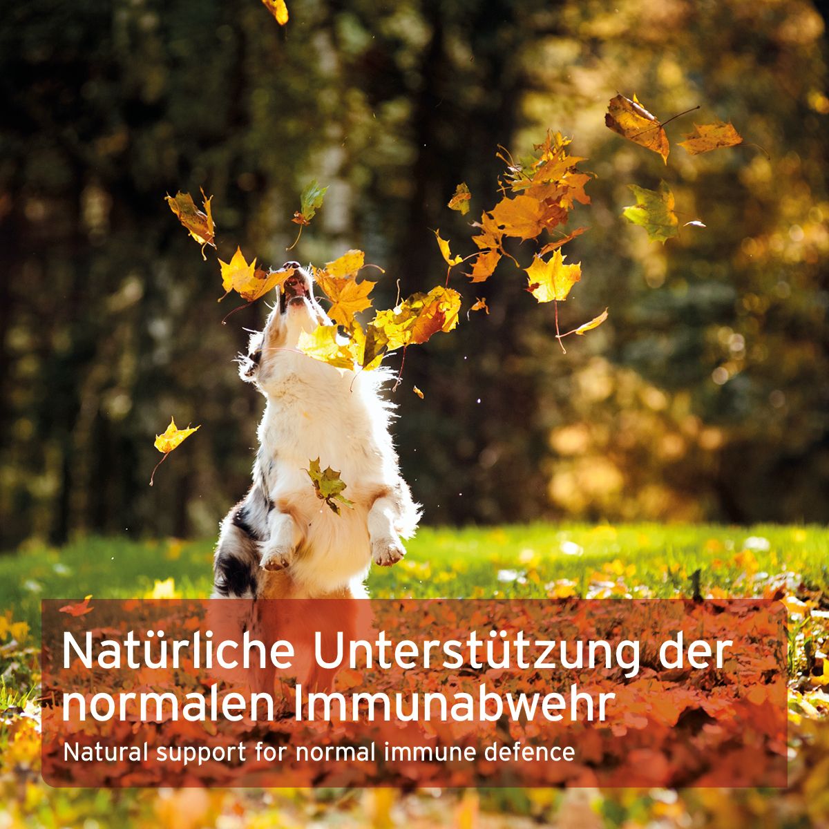 AniForte Premium Colostrum