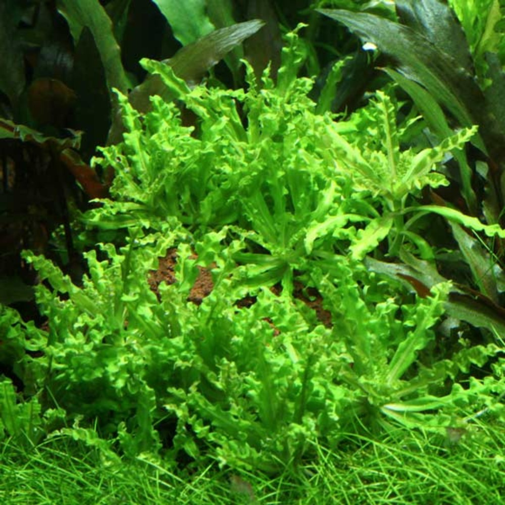 Pogostemon helferi in vitro