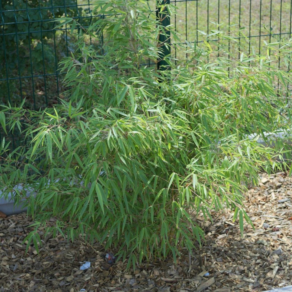 Bambou non traçant rufa/fargesia rufa[-]pot de 4l - 40/60 cm