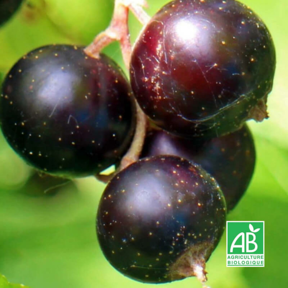 Cassissier 'noir de bourgogne' bio - godet 9cm - taille 20/40cm